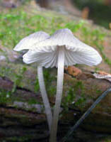 A side view shows well-spaced gills and a pointed cap.